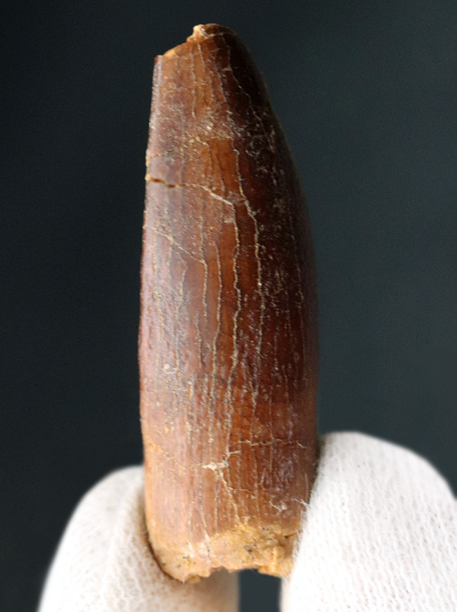 レア！体長20メートルに達した、巨大な竜脚形類、レッバキサウルス