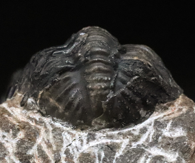 モロッコ・アルニフのデボン紀地層から発見された三葉虫、ファコプス