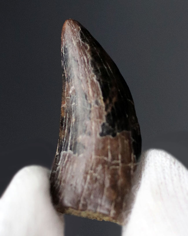 全体のフォルムが保存されたティラノサウルス・レックス