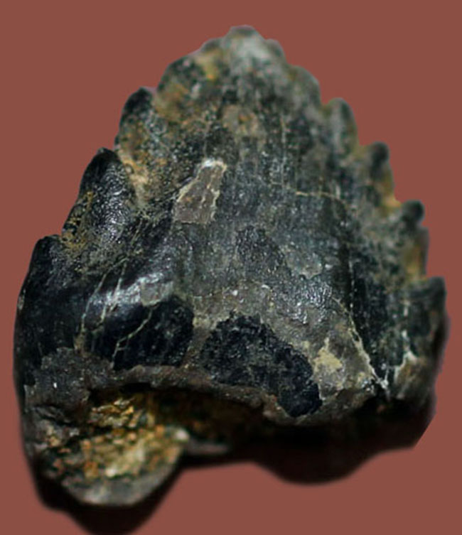 ベリーレア！パーフェクトに近い保存状態。あのアンキロサウルスの歯