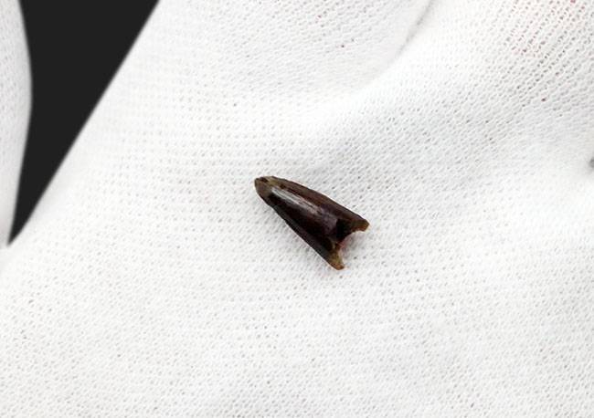 希少！ペルム紀オクラホマ州産肉食単弓類、ディメトロドン（Dimetrodon