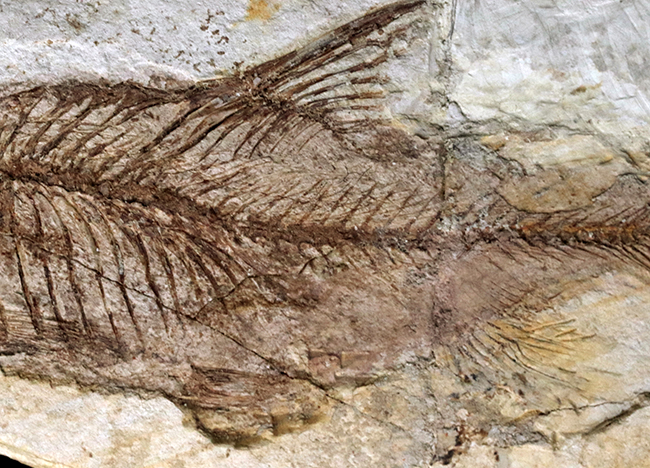 レア、半世紀（50年）以上前のオールドコレクション標本！長崎県壱岐