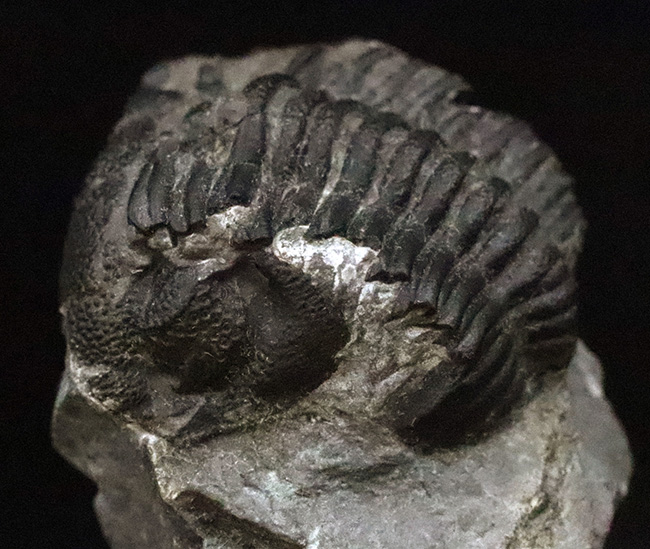 サービスプライス】モロッコ・デボン紀の地層から採集された