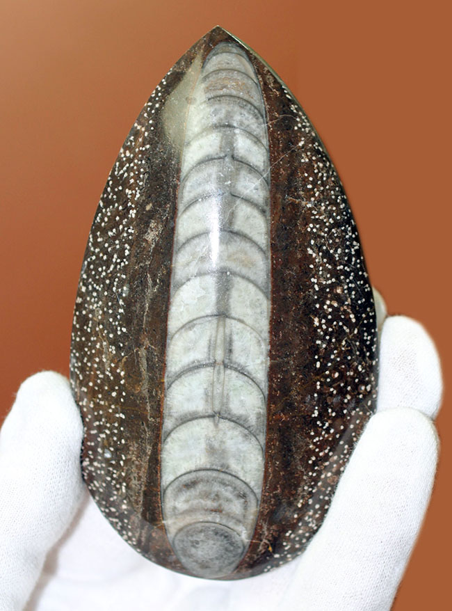 展示場所に困らないコンパクトサイズ、隔壁の模様が明瞭に保存されて