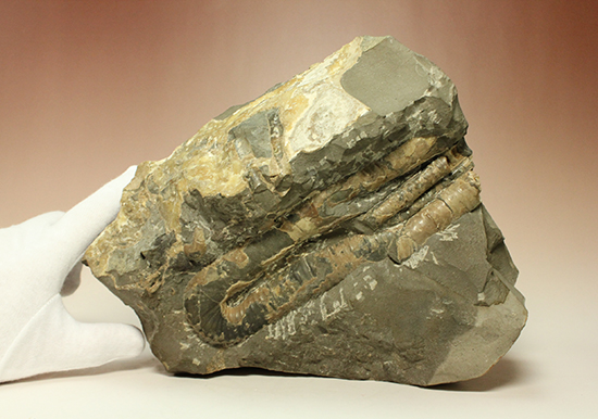 異常巻きアンモナイト、北海道産ポリプチコセラス アンモナイト 販売