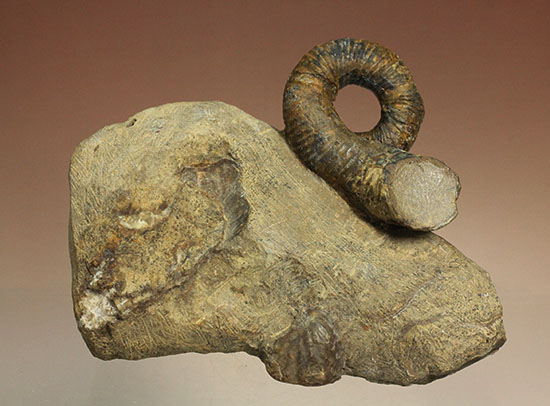 謎が謎を呼ぶ、なんでこうなった！？異常巻きアンモナイト