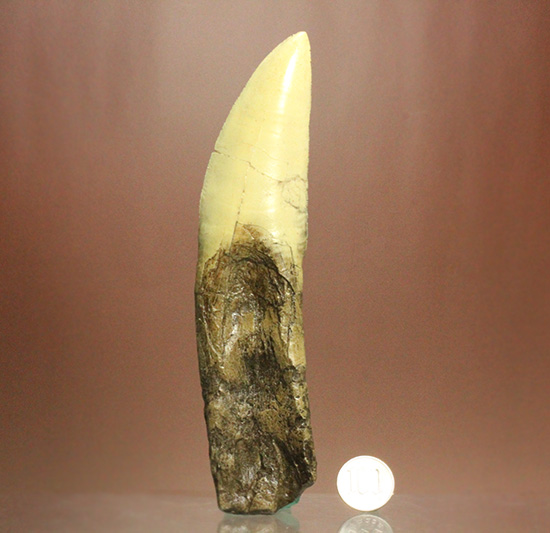 レプリカ】ギガノトサウルスのレプリカ歯 レプリカ 販売