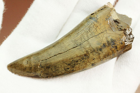 堂々たるサイズ、コレクター垂涎のダスプレトサウルスの歯化石