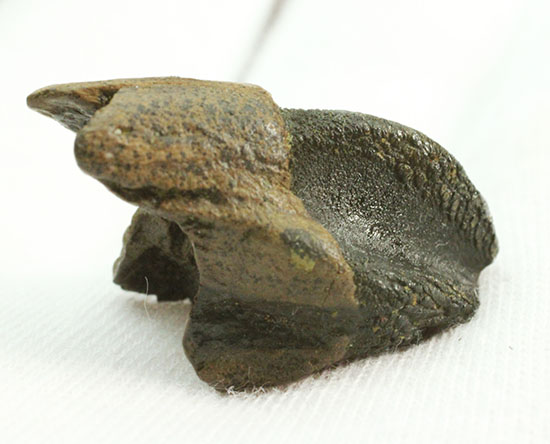 保存状態に注目！本来の形を存分に楽しめる、希少なトリケラトプスの歯