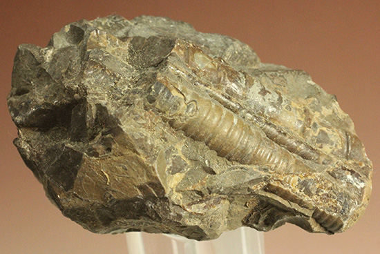 北海道羽幌産、ポリプチコセラス アンモナイト 販売