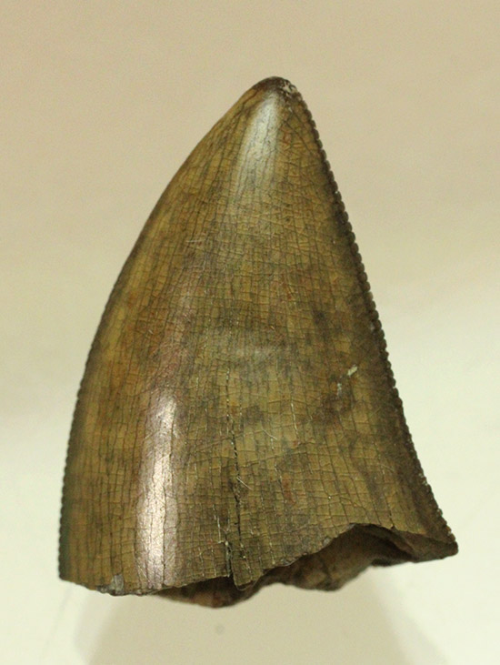 ダスプレトサウルス（ティラノサウルス科）の巨大歯の先端部分。ジェム