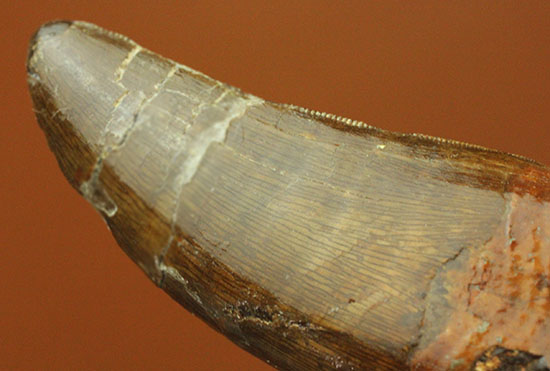 太い！周長7．7cm！ティラノサウルス・レックスの祖先とされる