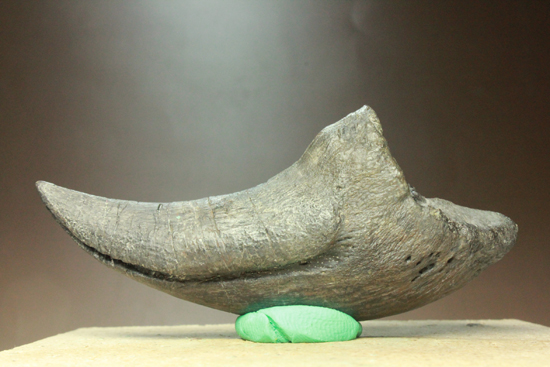 レプリカと間違えるほどの超絶美麗なアロサウルスのフットクロウ 恐竜 販売