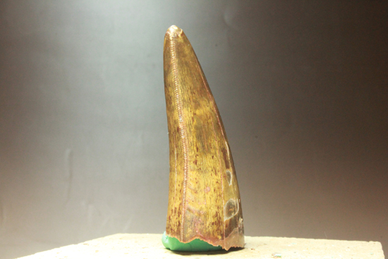 図鑑が現実に！伝説的なギガノトサウルス歯化石 恐竜 販売