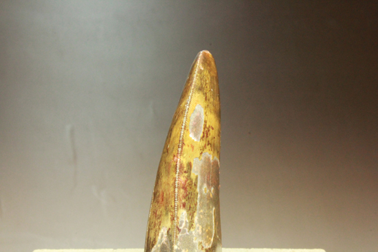 図鑑が現実に！伝説的なギガノトサウルス歯化石 恐竜 販売