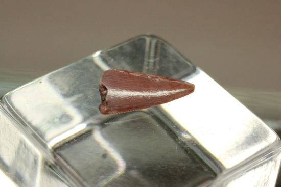 恐竜の歯コレクターなら押さえておきたい！恐竜大繁栄の先駆けとなった