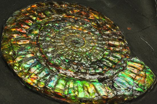 最高級の輝きカロセラス・ジョンストニ（Caloceras Johnstoni）マルチ