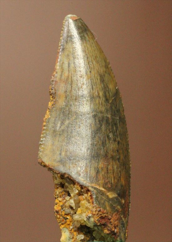 肉食恐竜の本物の歯！4ケタ価格でご紹介！エナメルパターンの保存状態