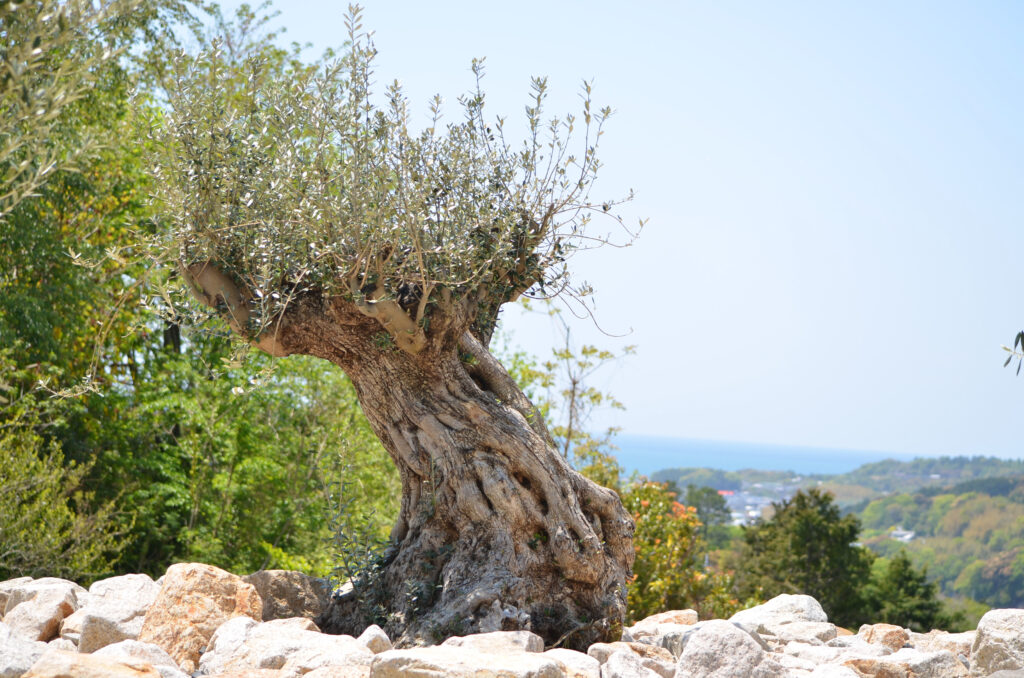 ボルディゲラの庭 – 北川村「モネの庭」マルモッタン