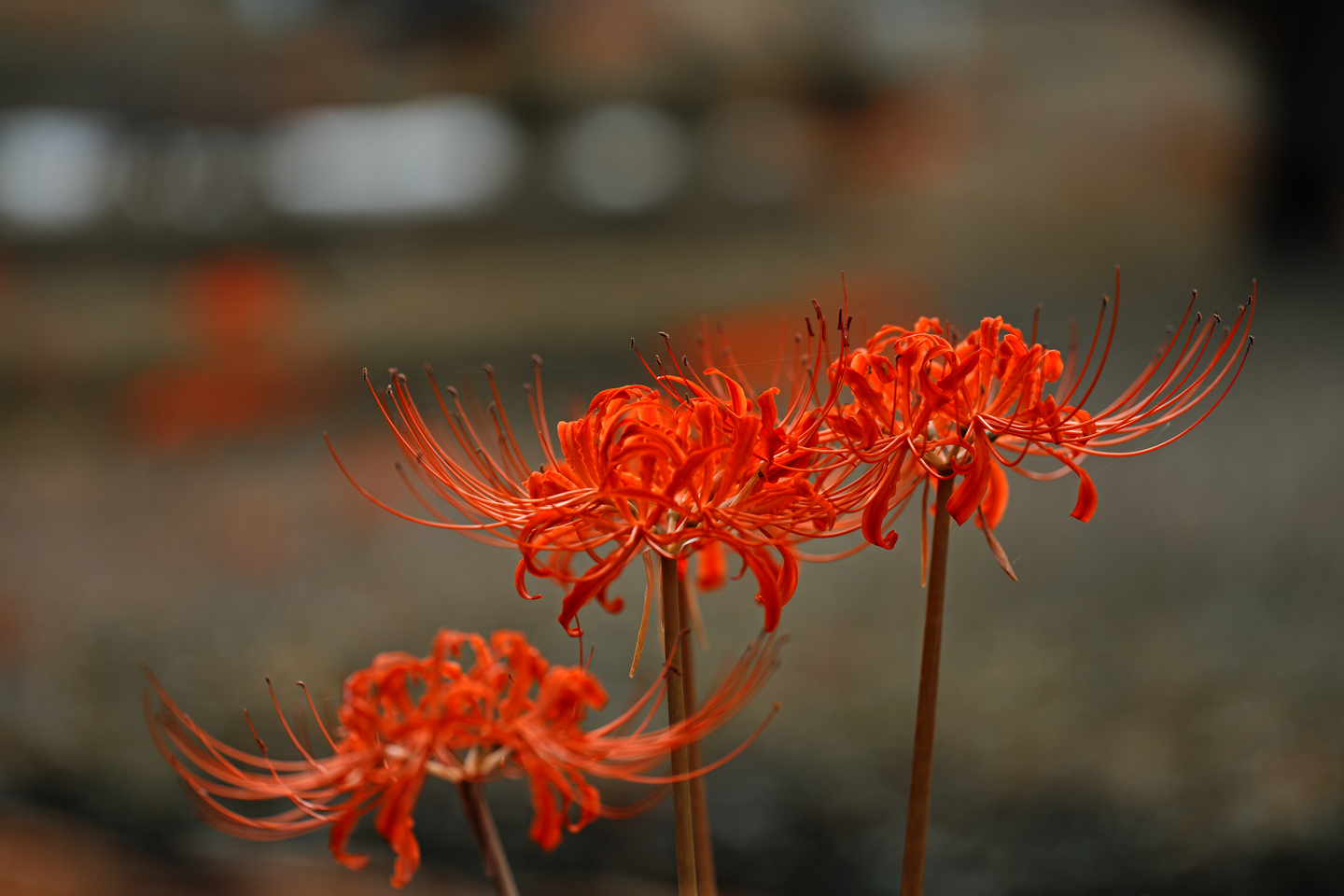 シグマ 105mm F2.8 DG DN MACRO Art レビュー | 待望のミラーレス専用