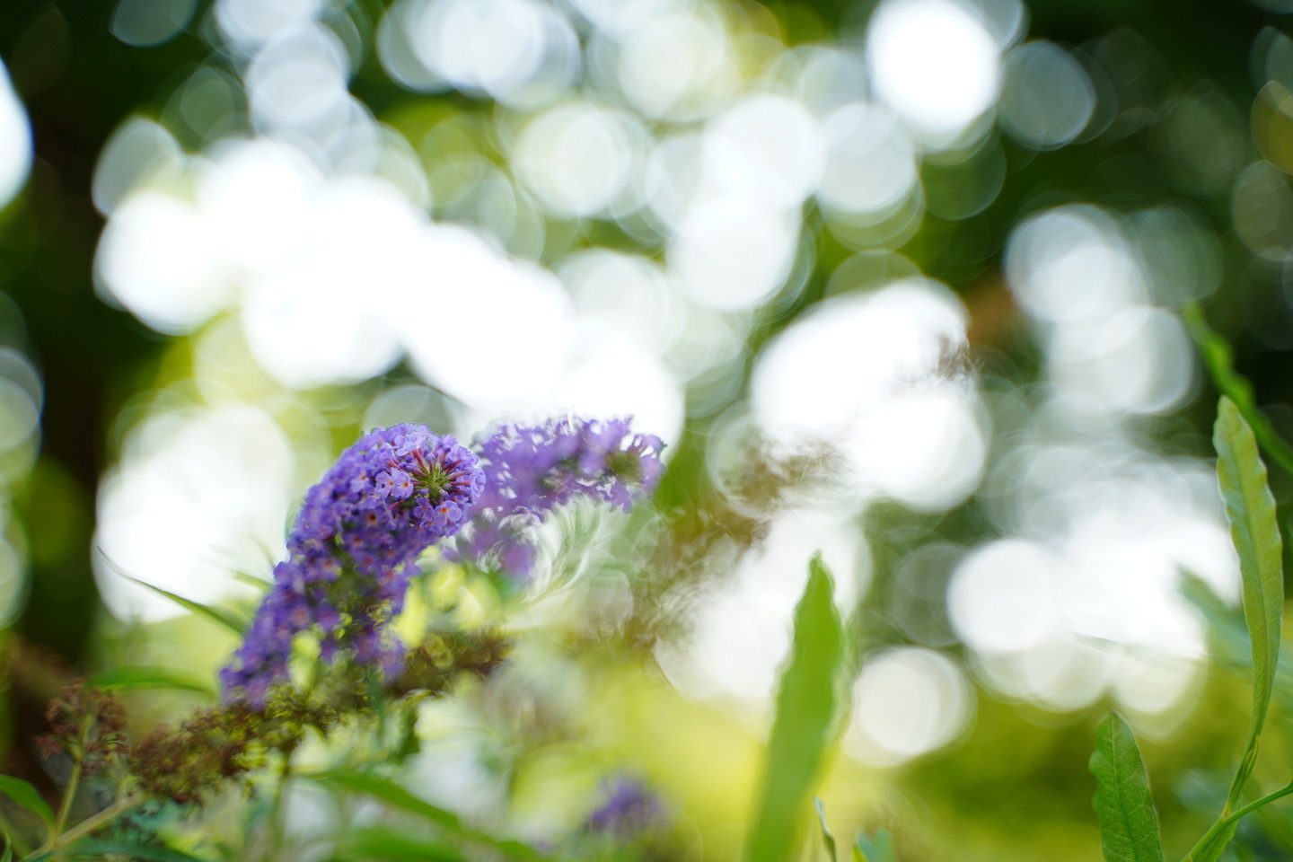 レビュー】TAMRON 28-75mm F/2.8 Di III RXDはソニーミラーレスカメラ