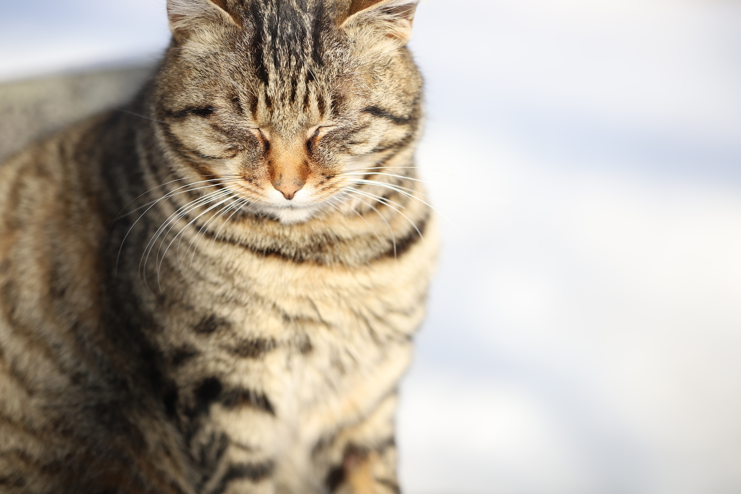 SAMYANG 135mm F2.0 ED UMC レビュー｜高い光学性能をシンプル・低価格