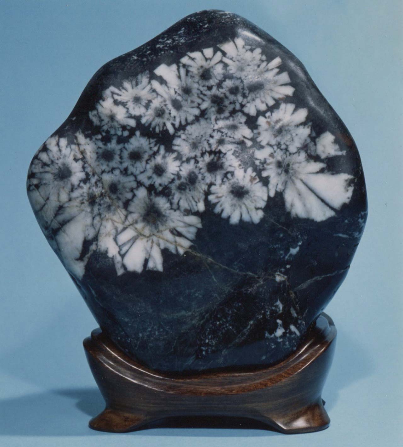 菊花石コレクション 中山コレクション