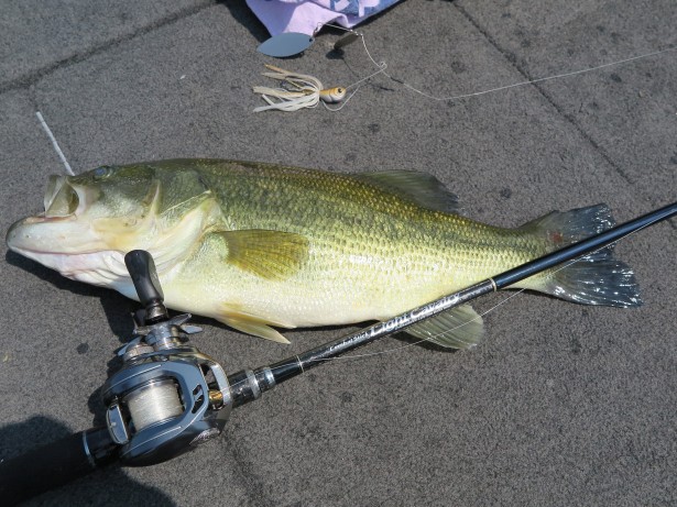 ライトキャバルリー。 | 菊元俊文.jp