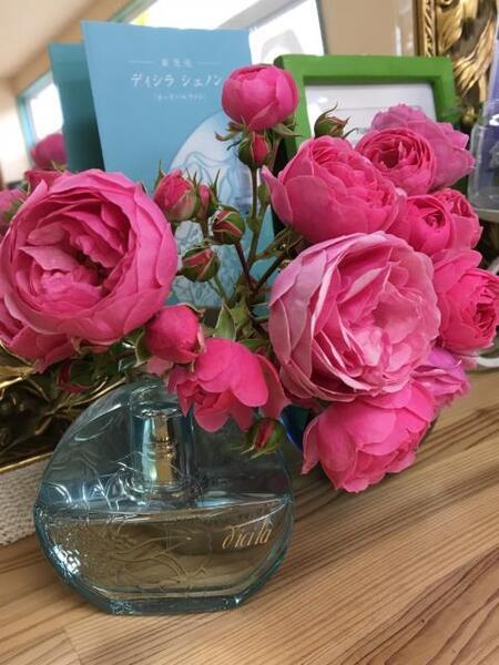 ディシラ シェノン｜紹介記事｜キレイエ