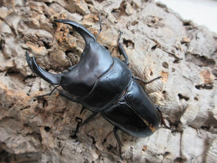 オオクワガタ・能勢YG血統 オス89㎜ B品 単品 (同複89.0㎜) | クワガタ