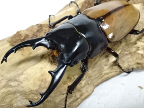 くわかぶプラネット / ラフェルトノコギリクワガタ幼虫