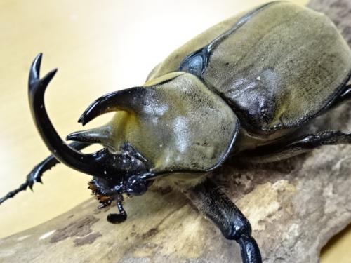 くわかぶプラネット / ギアスゾウカブト(ポリオン)♂94mm単品