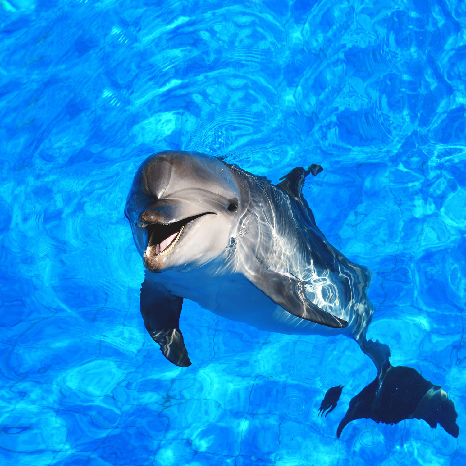 愛と喜び、遊びをもって、人生を楽しく生きるためのエッセンス☆ 元氣