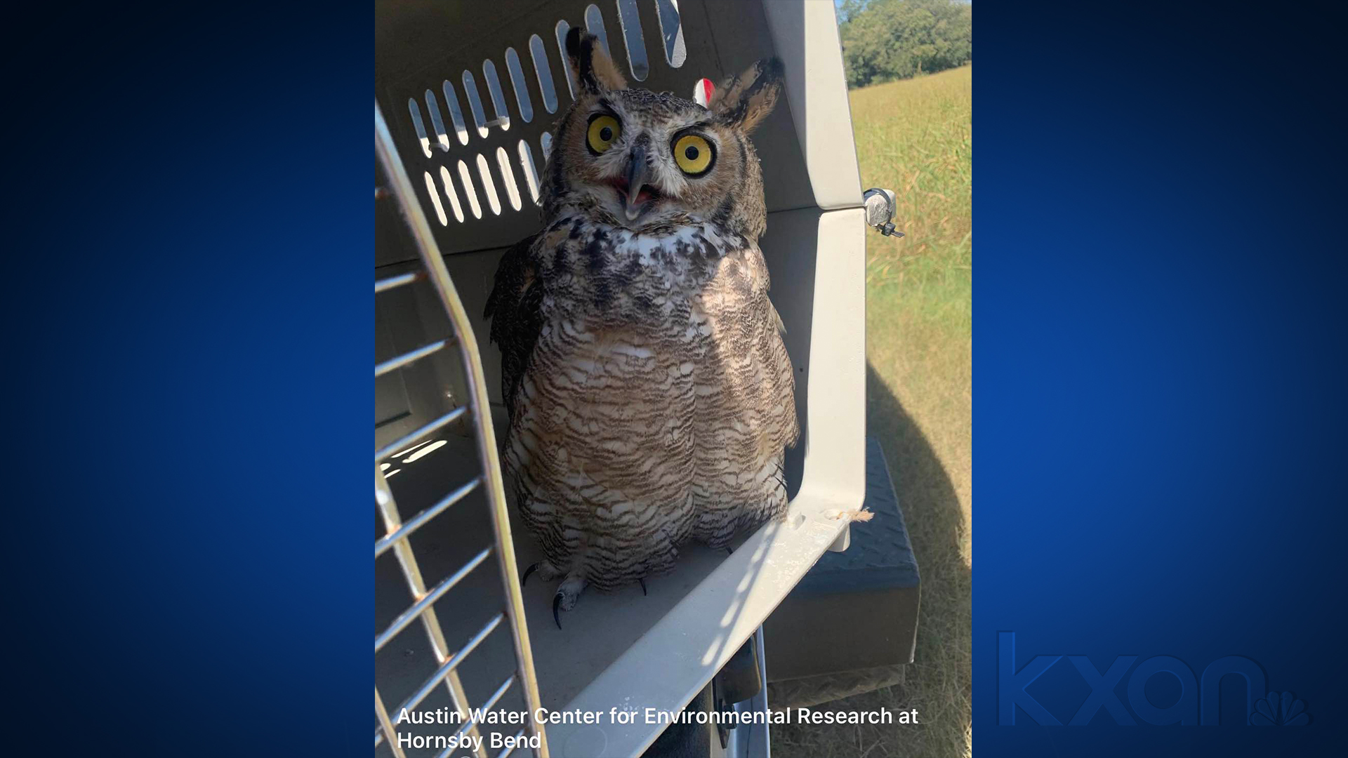 Owl rescued from Austin Water plant mud released into the wild