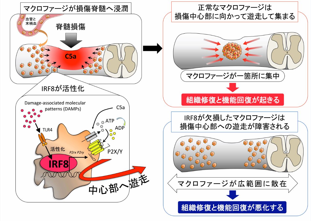 中枢神経外傷後の自己修復メカニズムを新たに発見 ～脳や脊髄の再生