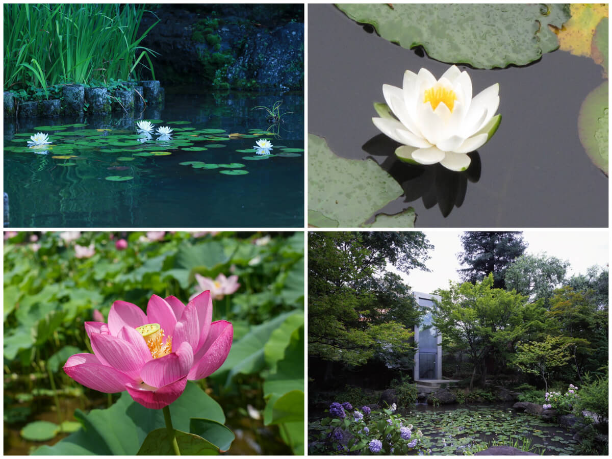 2025】京都府内で楽しめる蓮と睡蓮の名所-10選- - KYOTO SIDE(キョウト