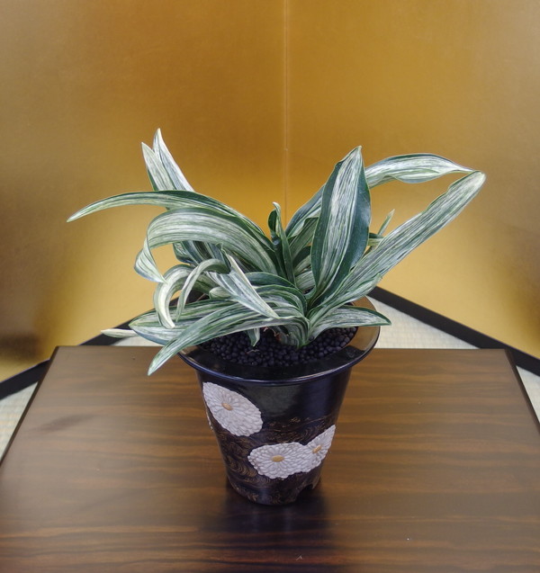 根岸の松 (ねぎしのまつ) Negishinomatsu – おもとの豊明園（ほうめい