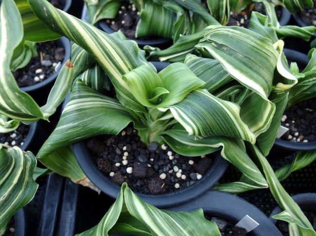 舞子獅子 (まいこじし) Maikojishi – おもとの豊明園（ほうめいえん）