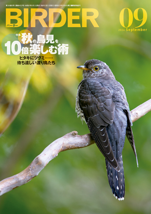 BIRDER 2024年1月号～ Hobby's World｜野鳥撮影やバードウォッチングの