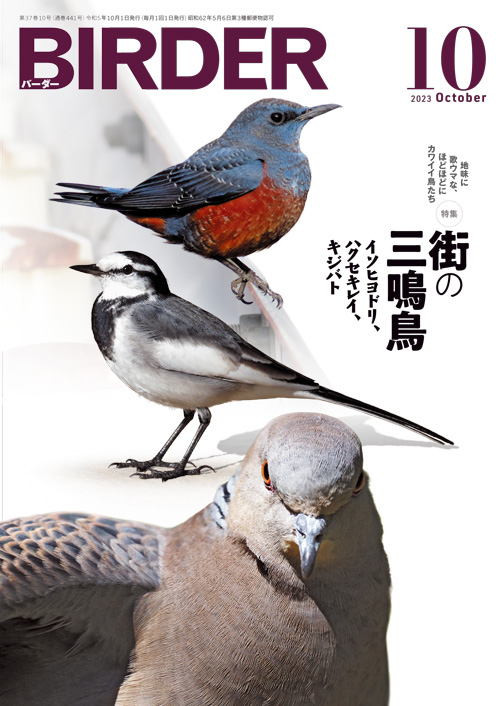 BIRDER 2023年1月号～ Hobby's World｜野鳥撮影やバードウォッチングの