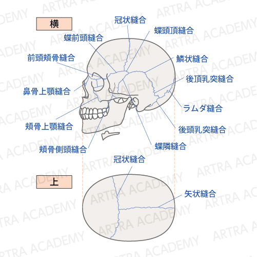 脳脊髄液と頭蓋の役割とは：アトラアカデミー