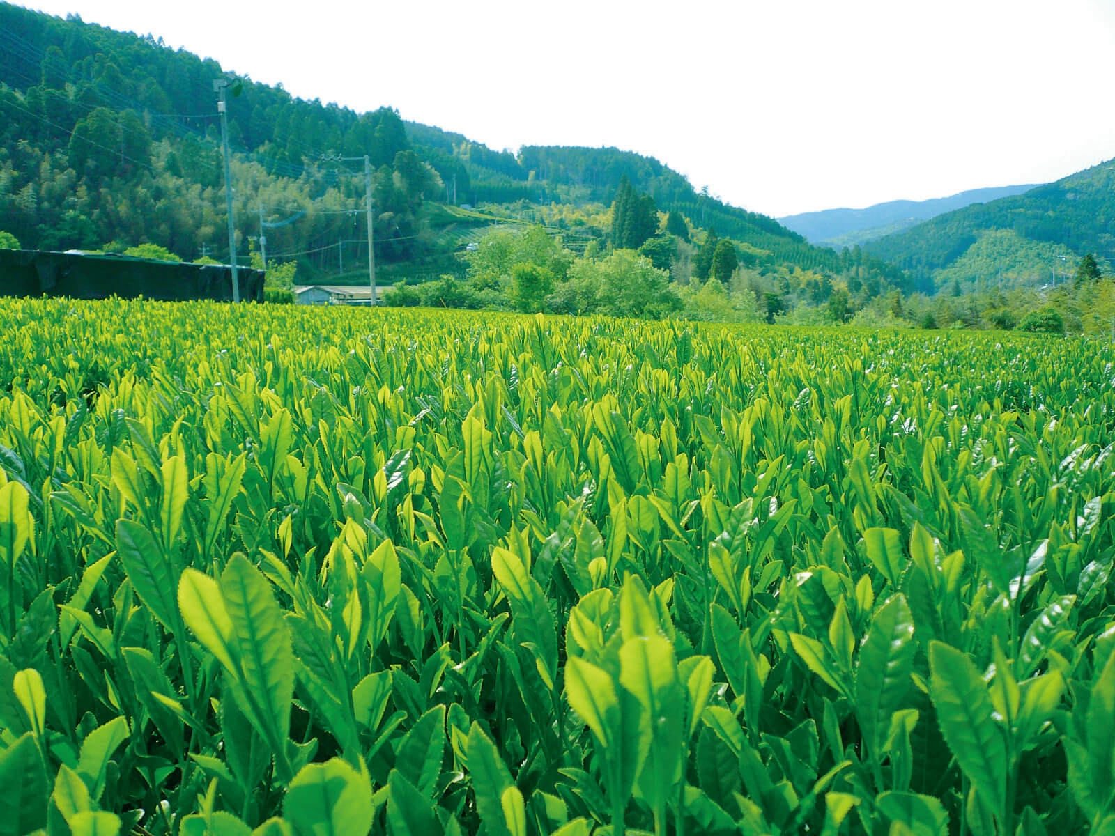 星野製茶園 オンラインショップ / TOPページ