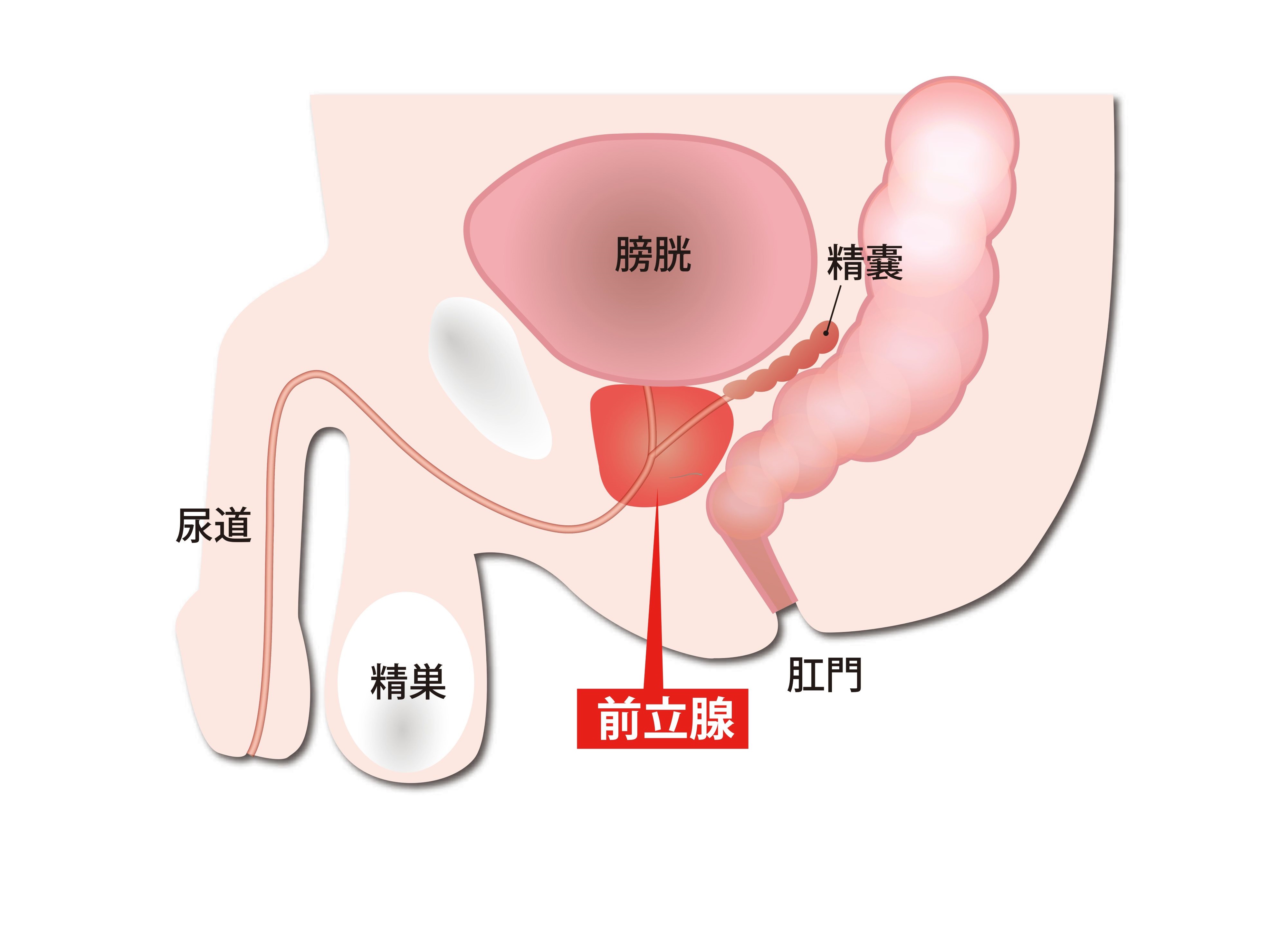 ロボット支援下前立腺全摘除術 | 診療科 | 磐田市立総合病院 - Iwata