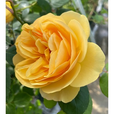 廃盤イングリッシュローズ大苗 Ausmas Herb&Rose バラ苗販売 商品詳細