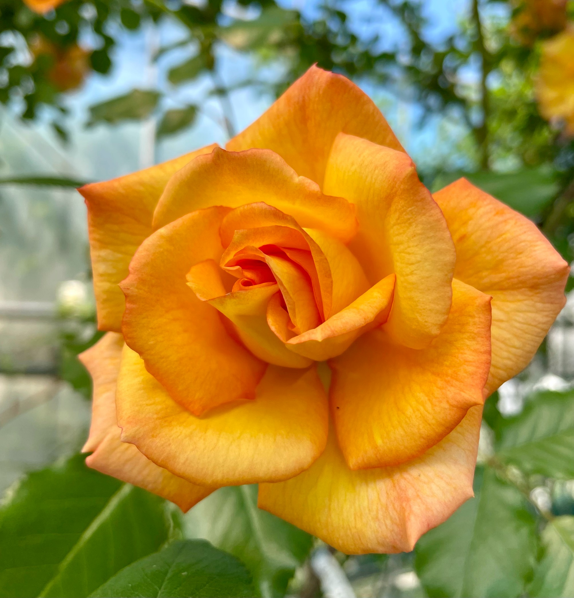 つるバラ 大苗 サハラ'98 Herb&Rose バラ苗販売 商品詳細 Herb＆Rose