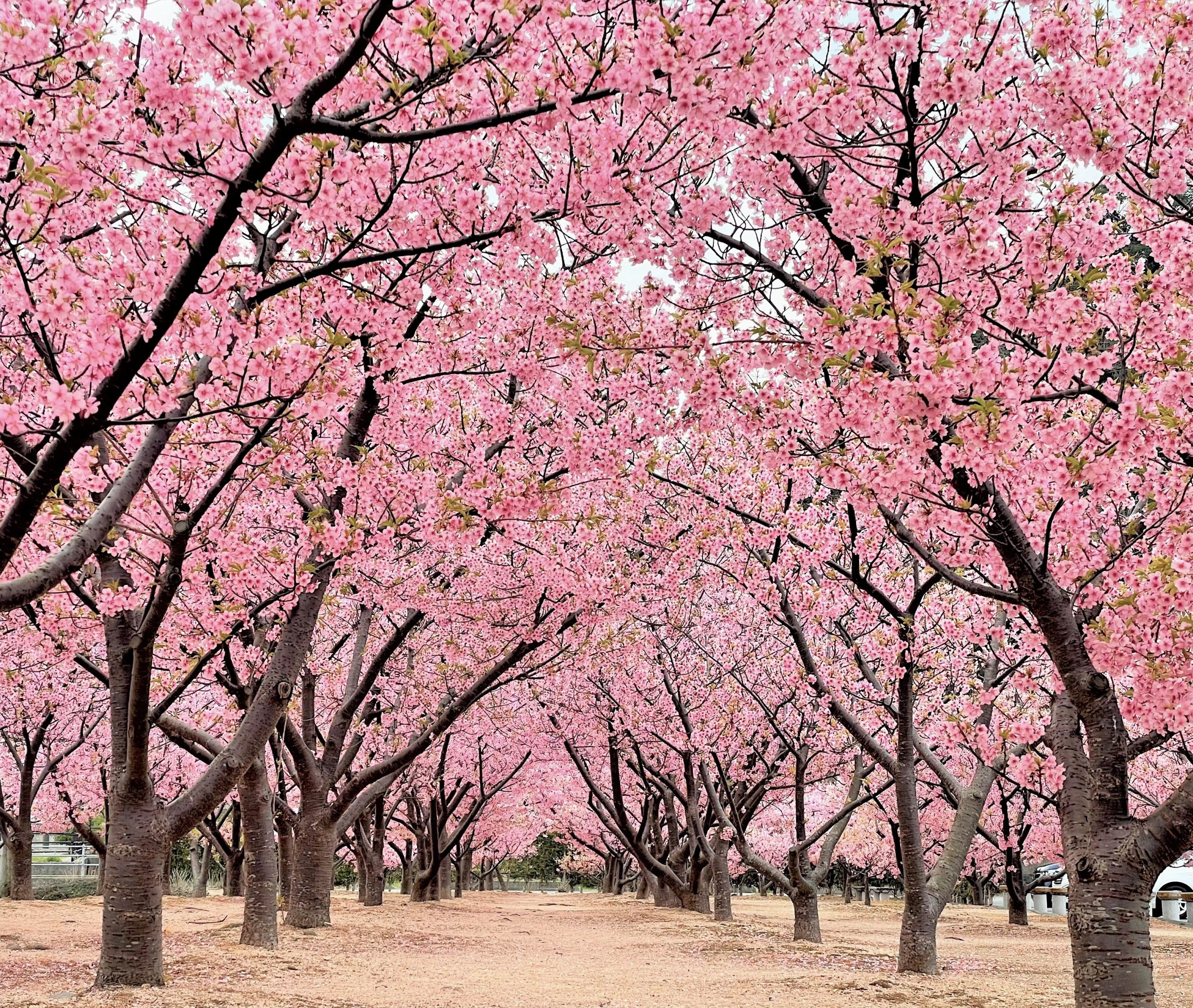 親水公園 河津桜の開花状況 2022｜萩市観光協会公式サイト｜山口県萩市