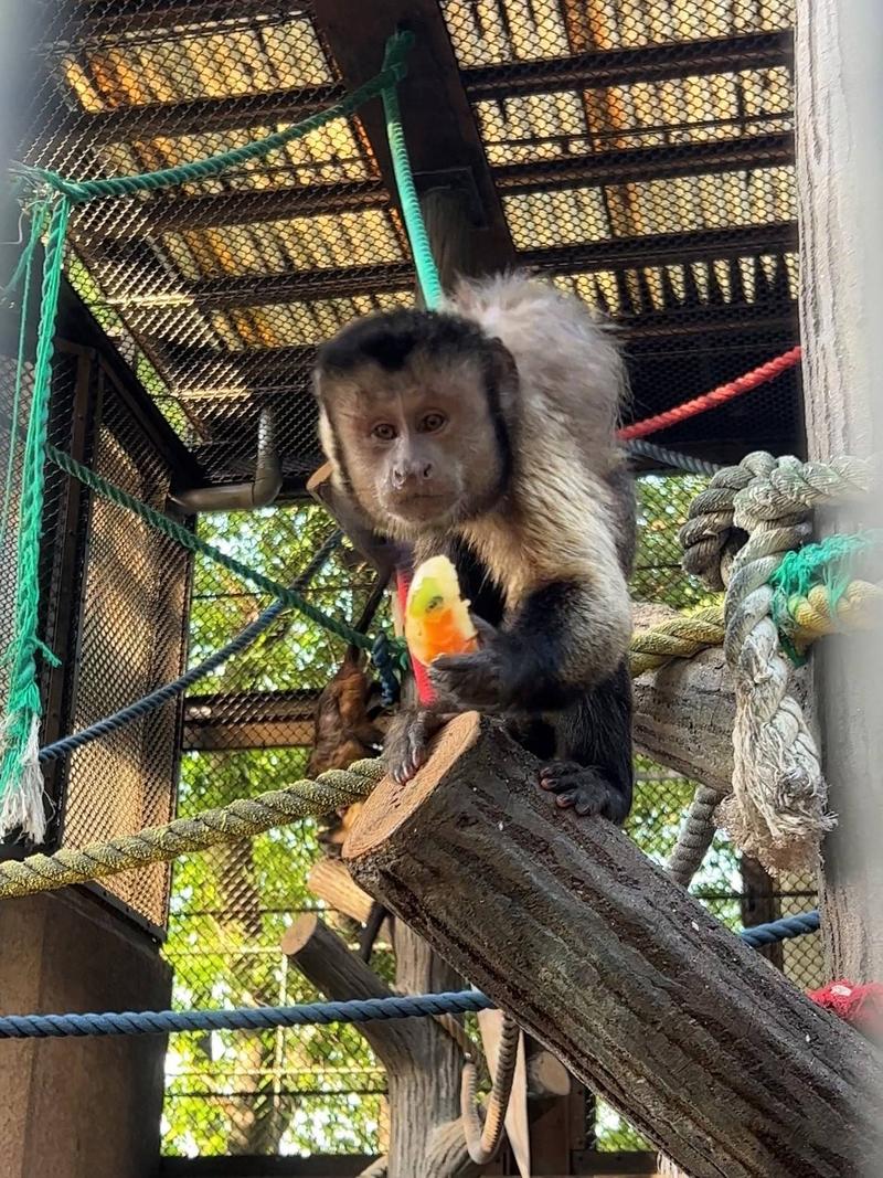 サルたちと氷 ～フサオマキザル編～|動物トピックス｜ブログ|野毛山