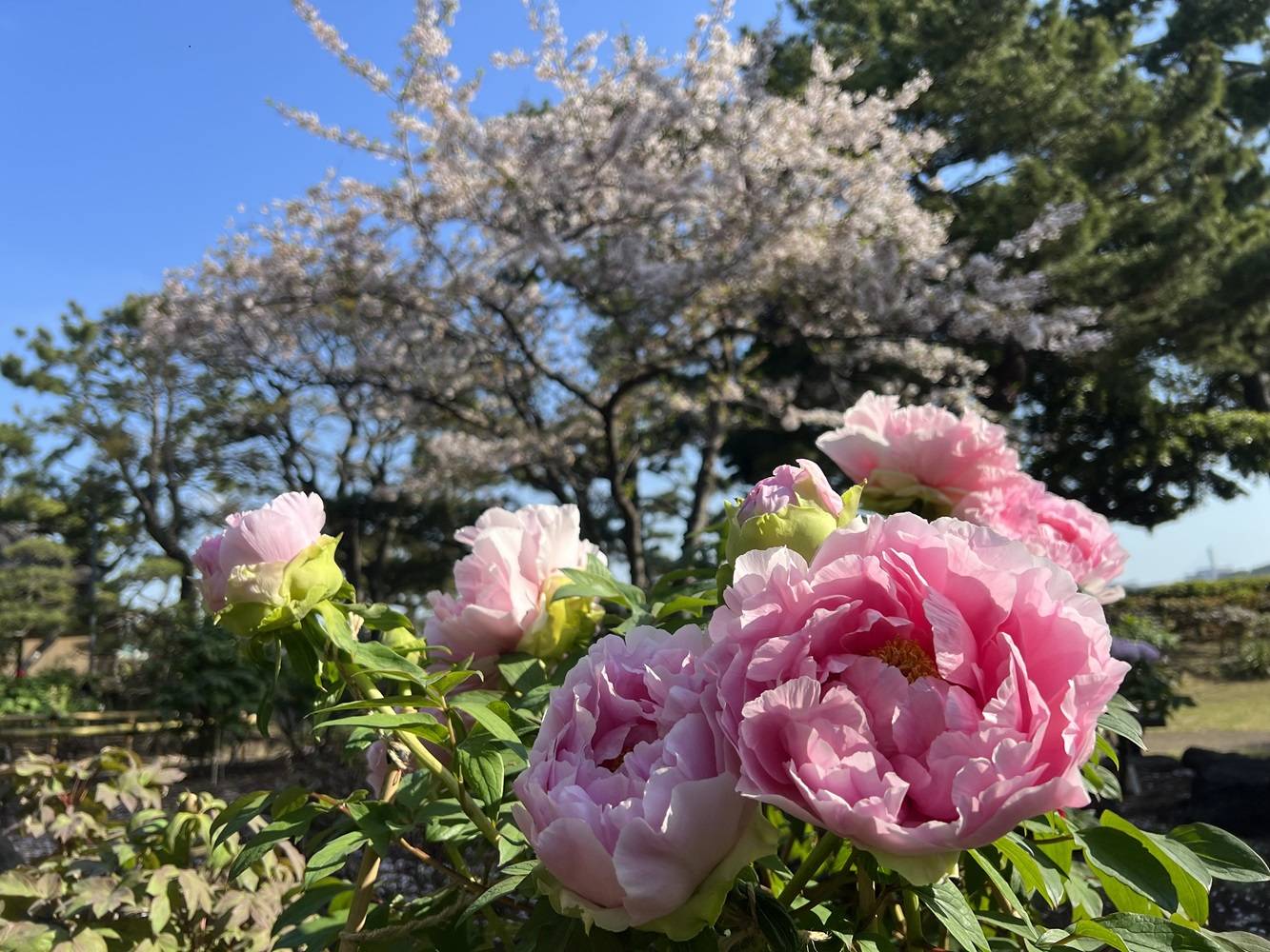 博文邸 花だより【牡丹編】2024年4月13日|｜ブログ|野島公園/旧伊藤