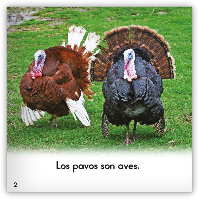 El pavo - Zoozoo Mundo Animal - Hameray Publishing