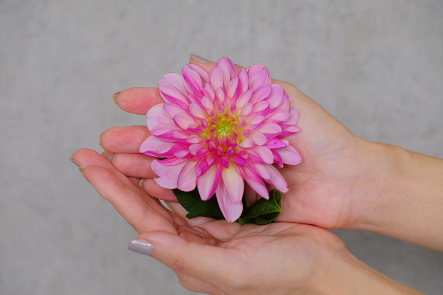 第二十五話 「NAMAHAGEダリア2023」 | 旬花百科 | 花毎（はなごと）